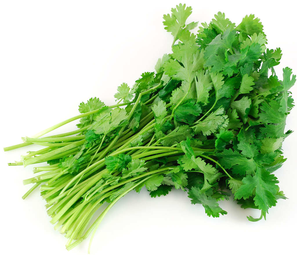 FV CILANTRO (MANOJO)
